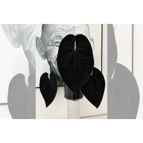 Anthurium 'Ace of Spades' (dark form)