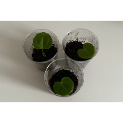 Anthurium (carlablackiae x crystallinum) 'Ciara' x besseae aff. 'Elina'