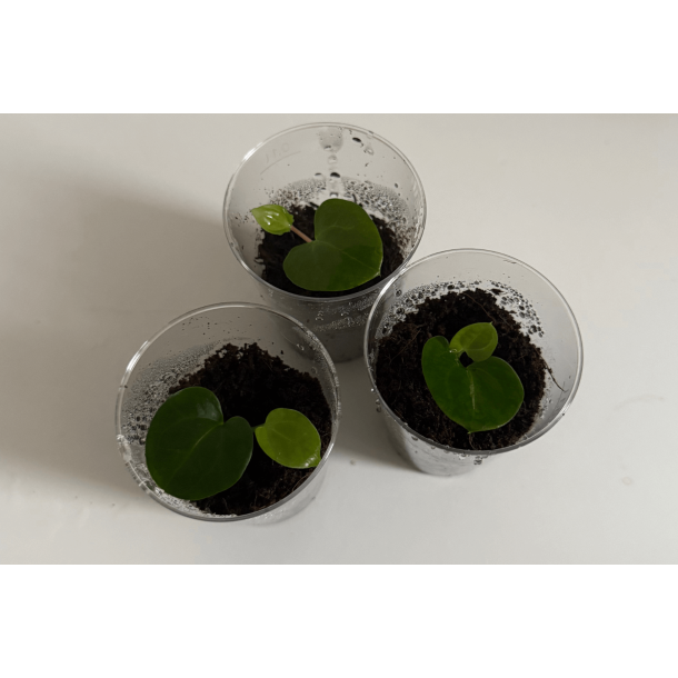 Anthurium 'Dark Phoenix' x besseae aff. 'Elina'