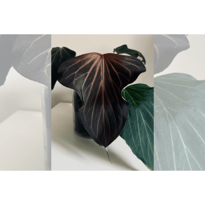 Anthurium King of Spades 'Butterfly'