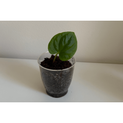 Anthurium kunayalense 'PM5' x 'PM3'