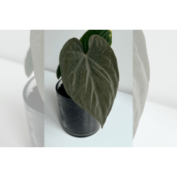 Anthurium kunayalense 'PM5' x 'PM3'
