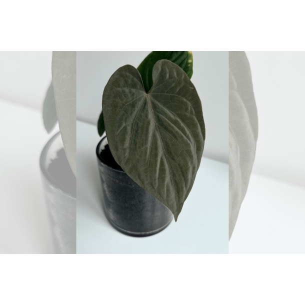 Anthurium kunayalense 'PM5' x 'PM3'
