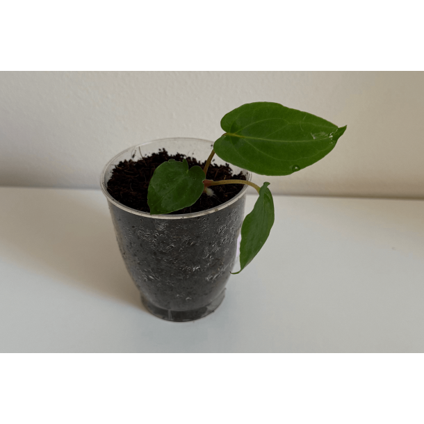 Anthurium papillilaminum 'Lily Nightshade'