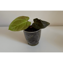 Anthurium papillilaminum 'Lily Nightshade'