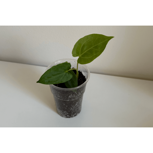 Anthurium papillilaminum 'Lily Nightshade'