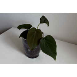 Anthurium 'Red Spider'