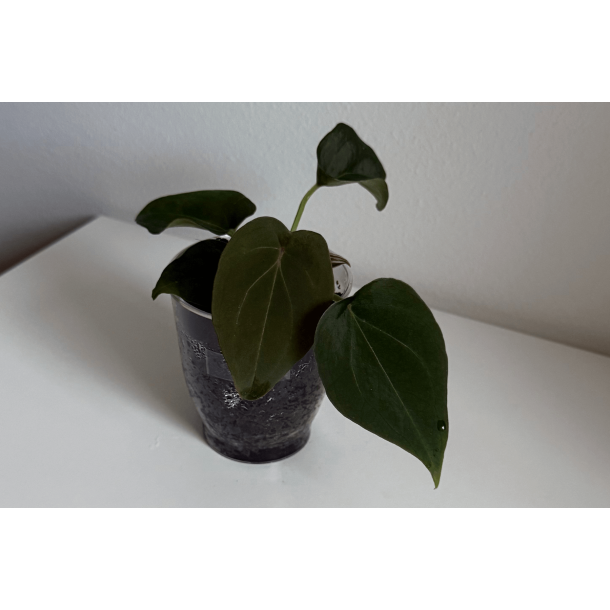 Anthurium 'Red Spider'