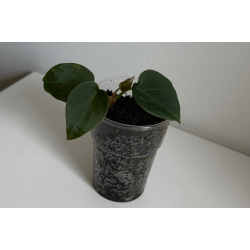 Anthurium 'Red Spider'