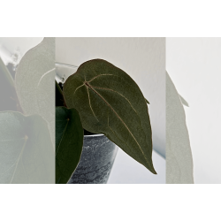 Anthurium 'Red Spider'