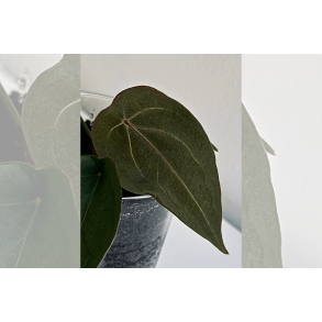 Anthurium 'Red Spider'