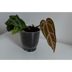 Anthurium carlablackiae 'Aphrodite'