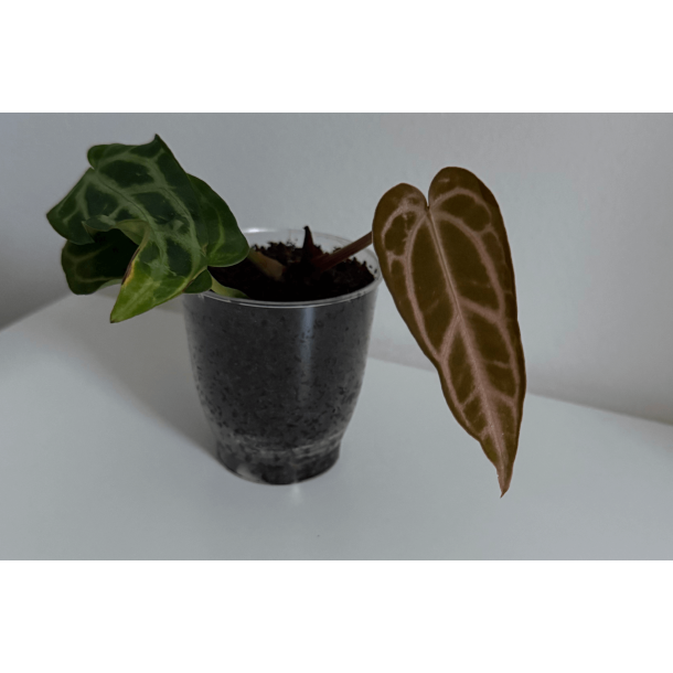 Anthurium carlablackiae 'Aphrodite'