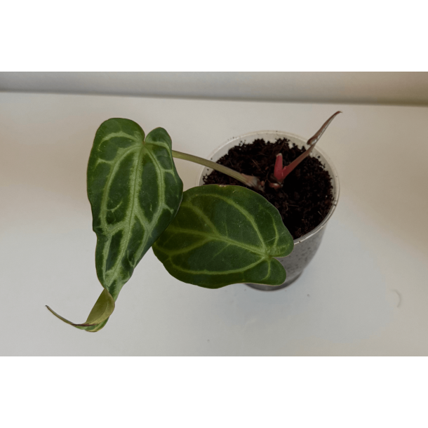 Anthurium carlablackiae 'Aphrodite'