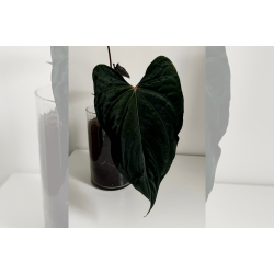 Anthurium papillilaminum 'Lily Nightshade'