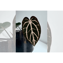 Anthurium carlablackiae 'Aphrodite'