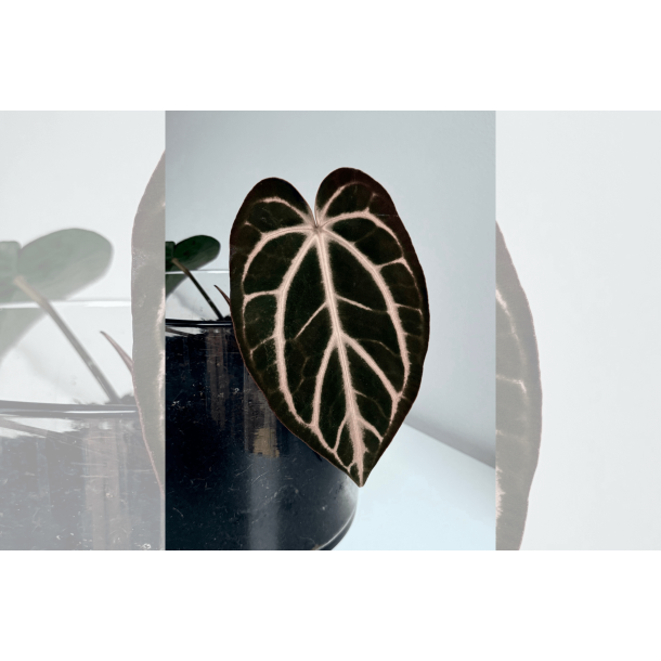 Anthurium carlablackiae 'Aphrodite'