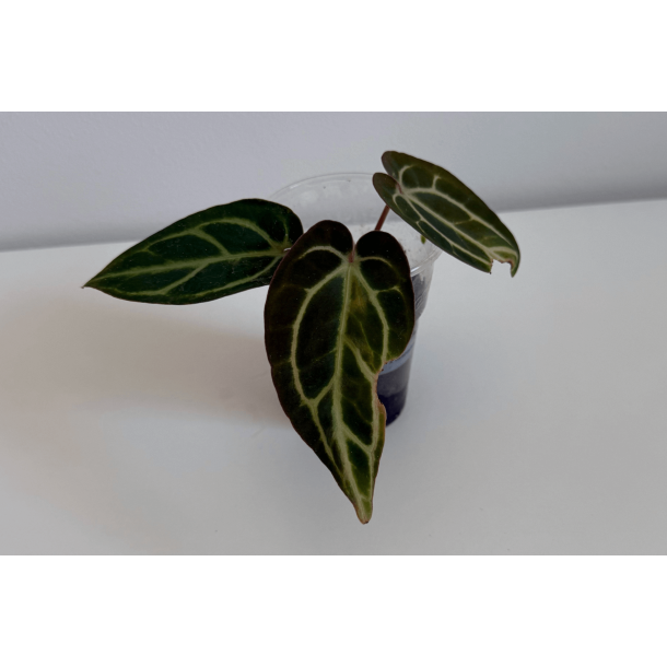 Anthurium carlablackiae 'Aphrodite'