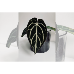 Anthurium carlablackiae 'Aphrodite'