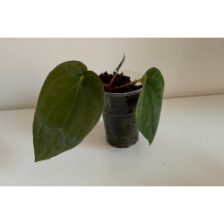Anthurium BVEP 'Olivia'