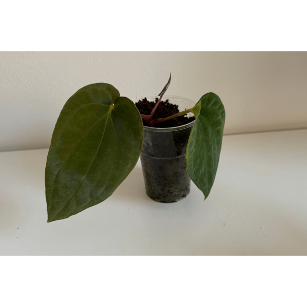 Anthurium BVEP 'Olivia'