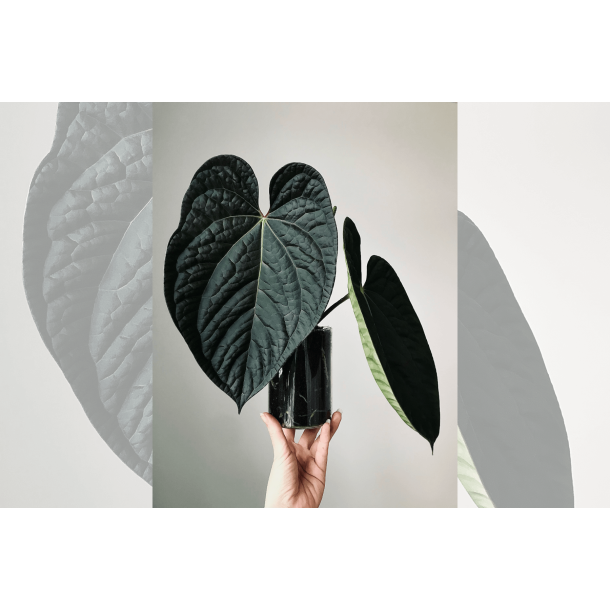 Anthurium (BVEP x luxurians) 'Bellamira'