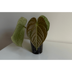 Anthurium (BVEP x luxurians) 'Bellamira'