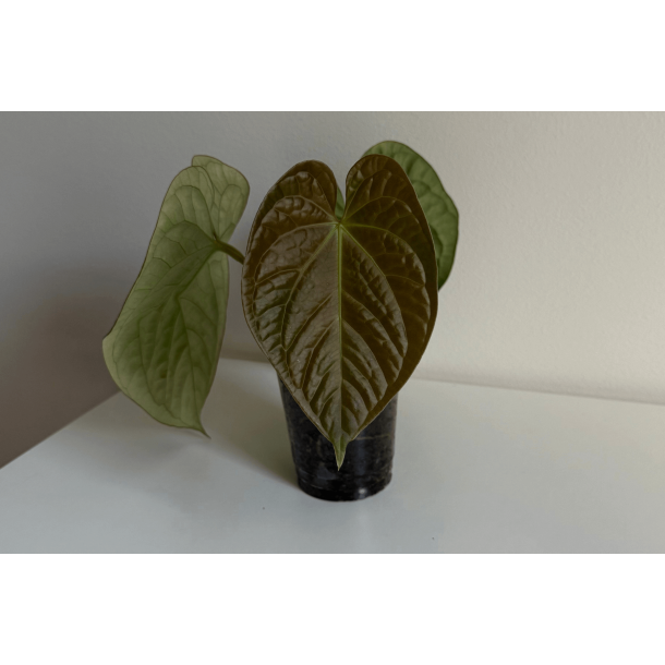 Anthurium (BVEP x luxurians) 'Bellamira'