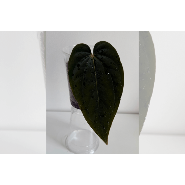 Anthurium (dressleri RG x carlablackiae 'Amanda') x BVEP 'Round'