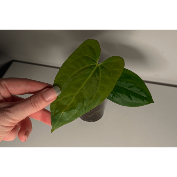 Anthurium 'Dark Phoenix' (OG clone)