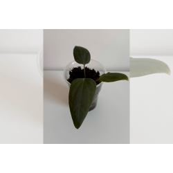 Anthurium portillae 'Dorito' S1