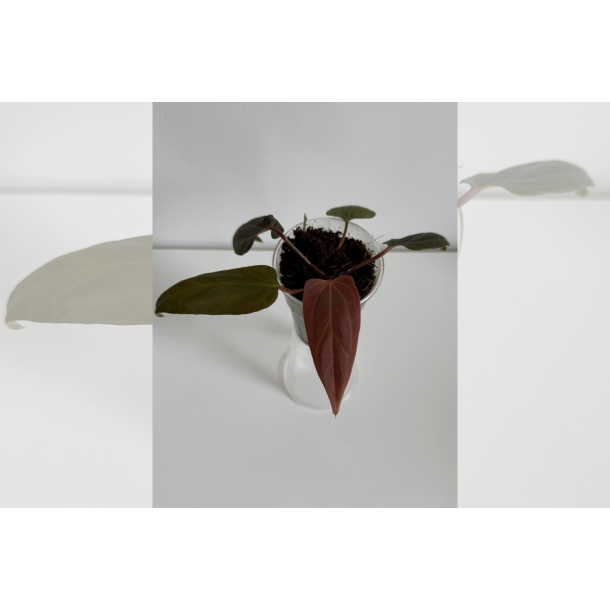 Anthurium portillae 'Dorito' S1