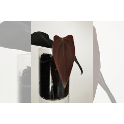 Anthurium portillae 'Dorito' S1