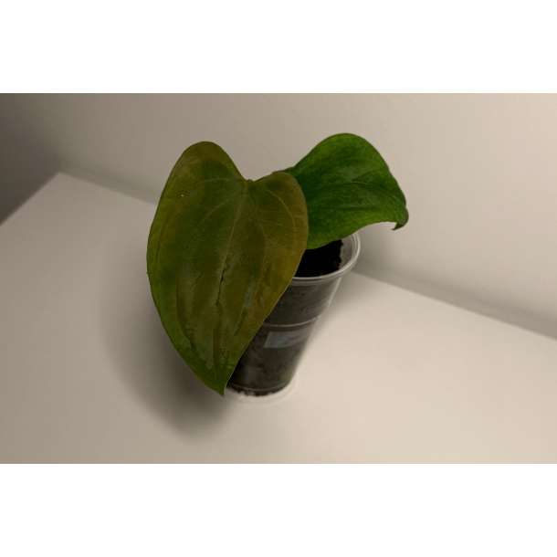 Anthurium papillilaminum 'Fort Sherman' S1