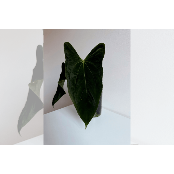 Anthurium papillilaminum 'Fort Sherman' S1