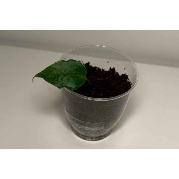 Anthurium King of Spades 'Butterfly'