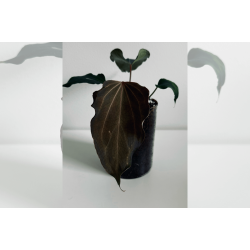 Anthurium King of Spades 'Butterfly'