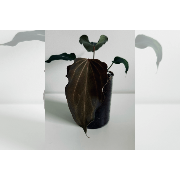 Anthurium King of Spades 'Butterfly'