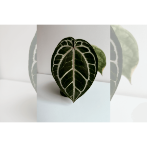 Anthurium 'HURC'