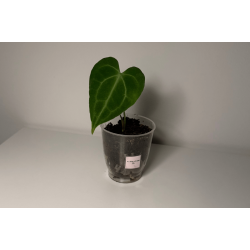 Anthurium 'King of Clarinervium' S1