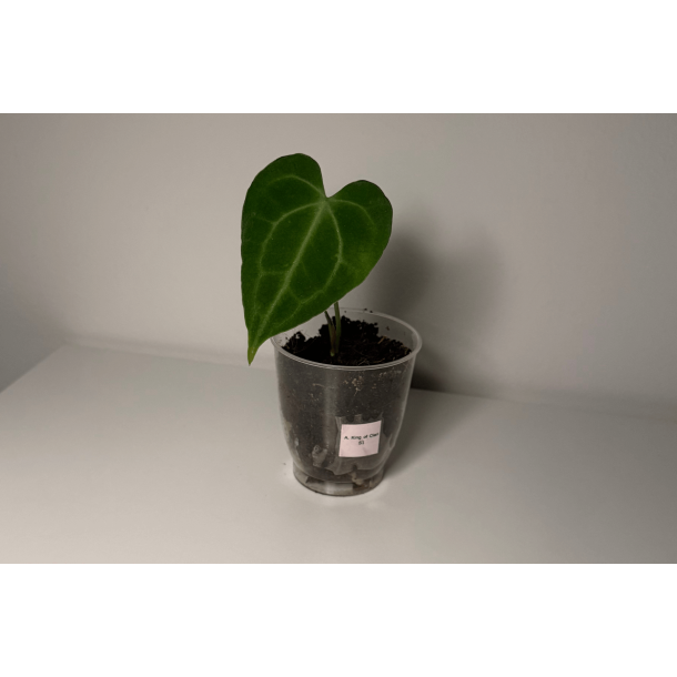 Anthurium 'King of Clarinervium' S1