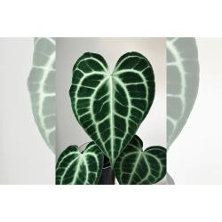 Anthurium 'King of Clarinervium' S1