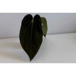 Anthurium BVEP 'Laila'