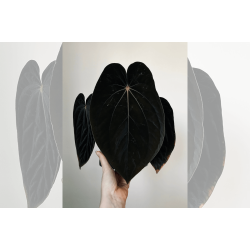 Anthurium BVEP 'Laila'