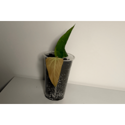 Anthurium 'Mr. Worldwide'