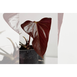 Anthurium 'Mr. Worldwide'