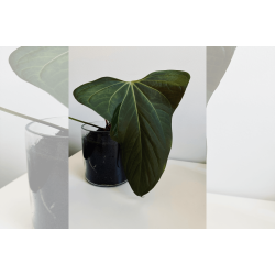 Anthurium 'Mr. Worldwide'