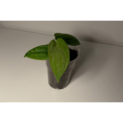 Anthurium BVEP 'Olivia'