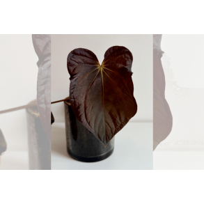 Anthurium BVEP 'Olivia'