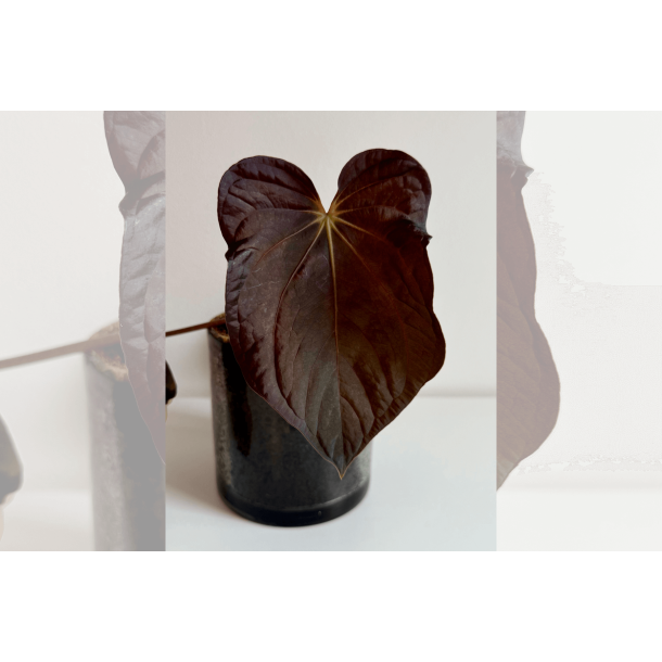 Anthurium BVEP 'Olivia'